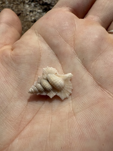 Gyrineum aculeatum observed 2025-04-23