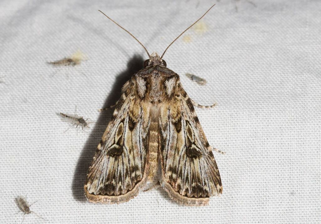 Agrotis emboloma