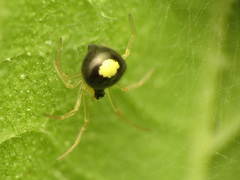 Theridula opulenta