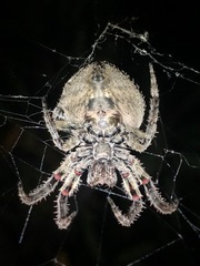 Araneus andrewsi