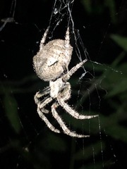 Araneus andrewsi