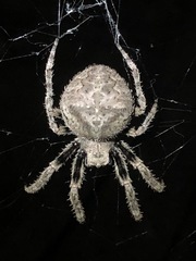 Araneus andrewsi