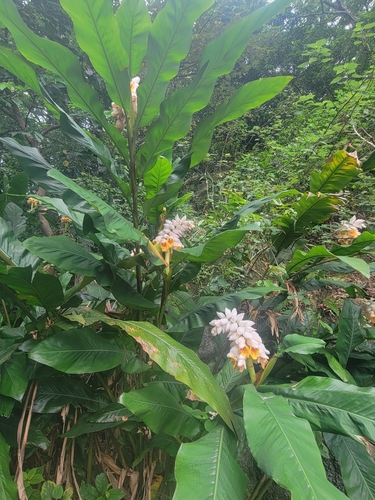 Image of Alpinia hainanensis by (c) Fiona Chan-Cary, some rights reserved (CC BY)