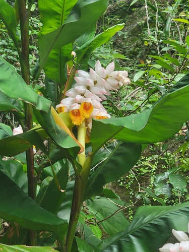 Image of Alpinia hainanensis by (c) Fiona Chan-Cary, some rights reserved (CC BY)