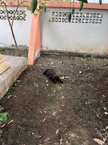 Domestic Dog