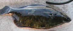 Paralichthys lethostigma