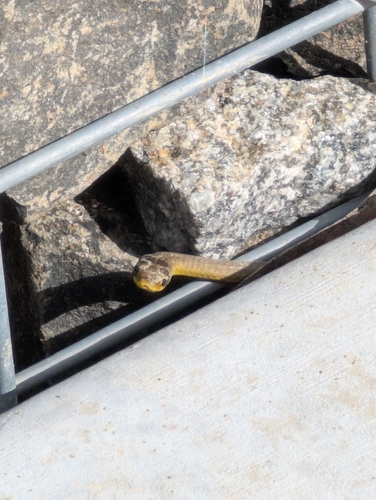Common Tree Snake sighting