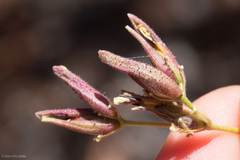 Cordylanthus nevinii