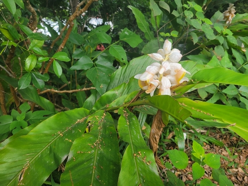 Hainan Galangal (Alpinia hainanensis)