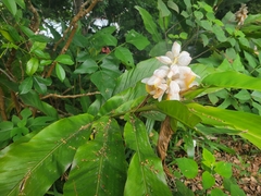 Alpinia hainanensis, photograph (c) Fiona Chan-Cary, some rights reserved (CC BY)