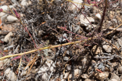 Cordylanthus nevinii