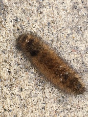 Phragmatobia