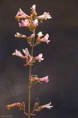 Penstemon