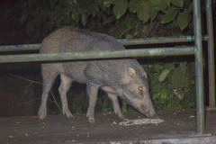 Sus scrofa vittatus