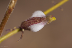 Cordylanthus nevinii