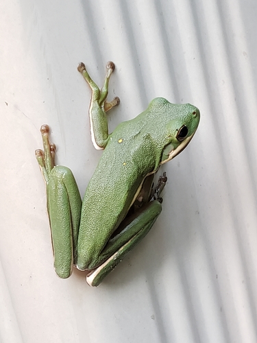 署名  anna 上传者 来源 相关观察 照片 / 音频 什么观察者日期尺寸