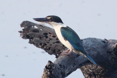 Todiramphus chloris davisoni