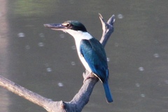 Todiramphus chloris davisoni