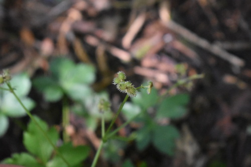 Sanicula elata, photograph 4
