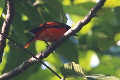 Pericrocotus speciosus