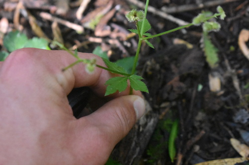 Sanicula elata, photograph 5