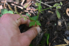 Sanicula elata, photograph (c) Justin Ponder, some rights reserved (CC BY)