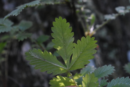 Image of Leucosidea sericea by (c) Justin Ponder, some rights reserved (CC BY)