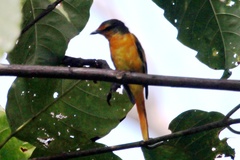 Pericrocotus cinnamomeus