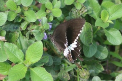 Papilio polytes