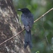 Andaman Drongo - Photo (c) subhashc, some rights reserved (CC BY-NC)