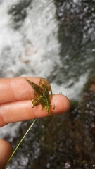 Podostemum ceratophyllum