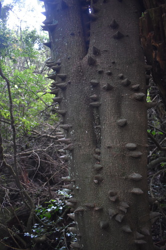 Image of Zanthoxylum davyi by (c) Justin Ponder, some rights reserved (CC BY)