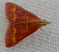 Pyrausta pseuderosnealis