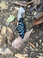 Jemadia menechmus
