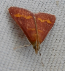 Pyrausta pseuderosnealis
