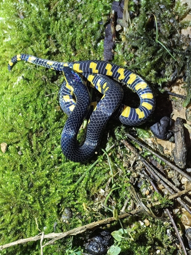 Tweedie's Mountain Reed Snake