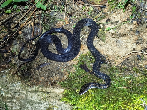 Gunung Inas Keelback