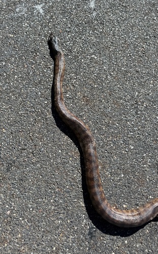 Black-headed Python sighting