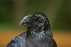 Corvus macrorhynchos