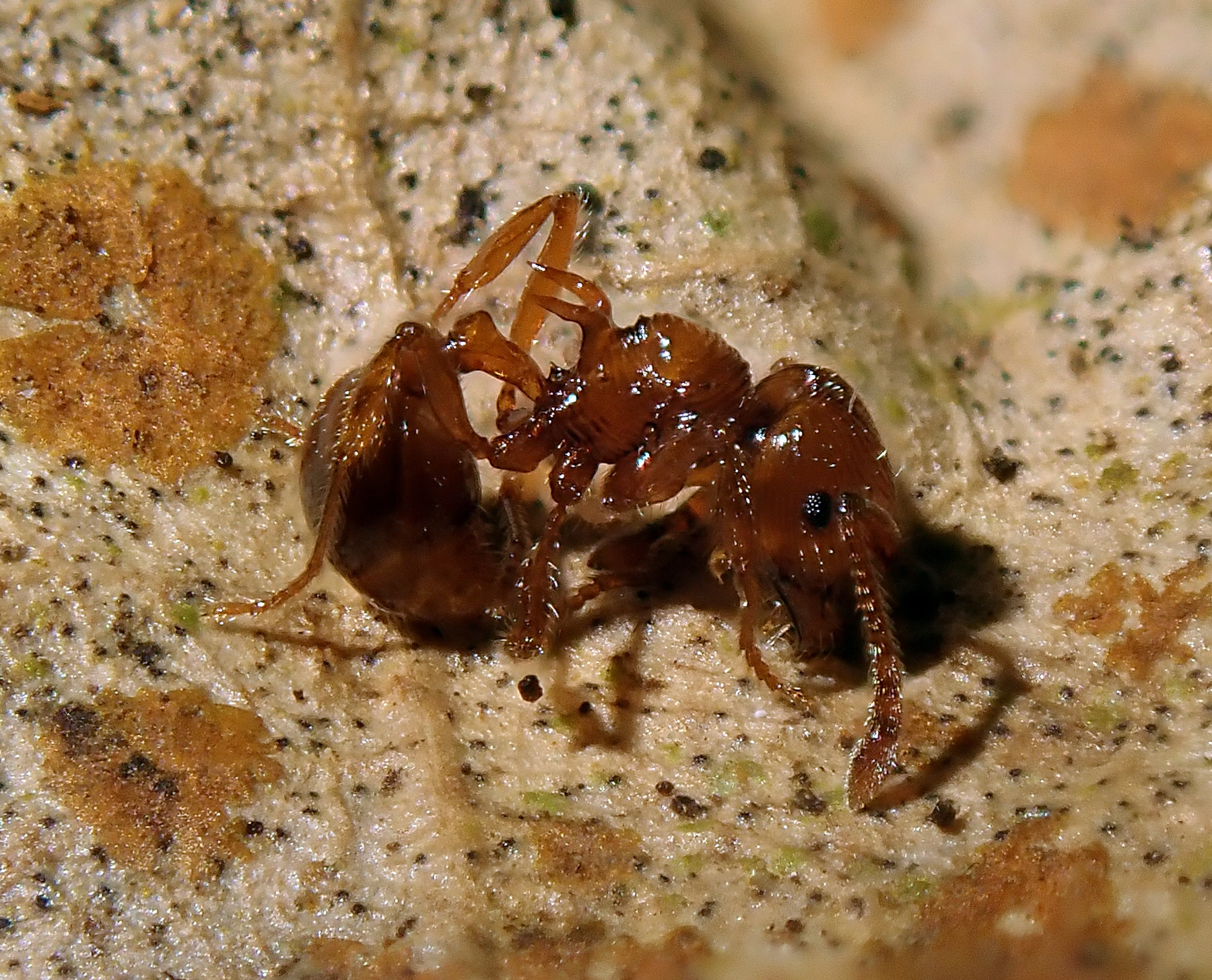Pristomyrmex browni