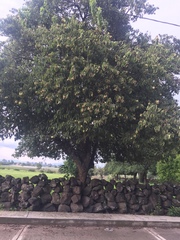 Ehretia latifolia