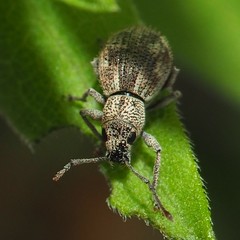 Calomycterus setarius