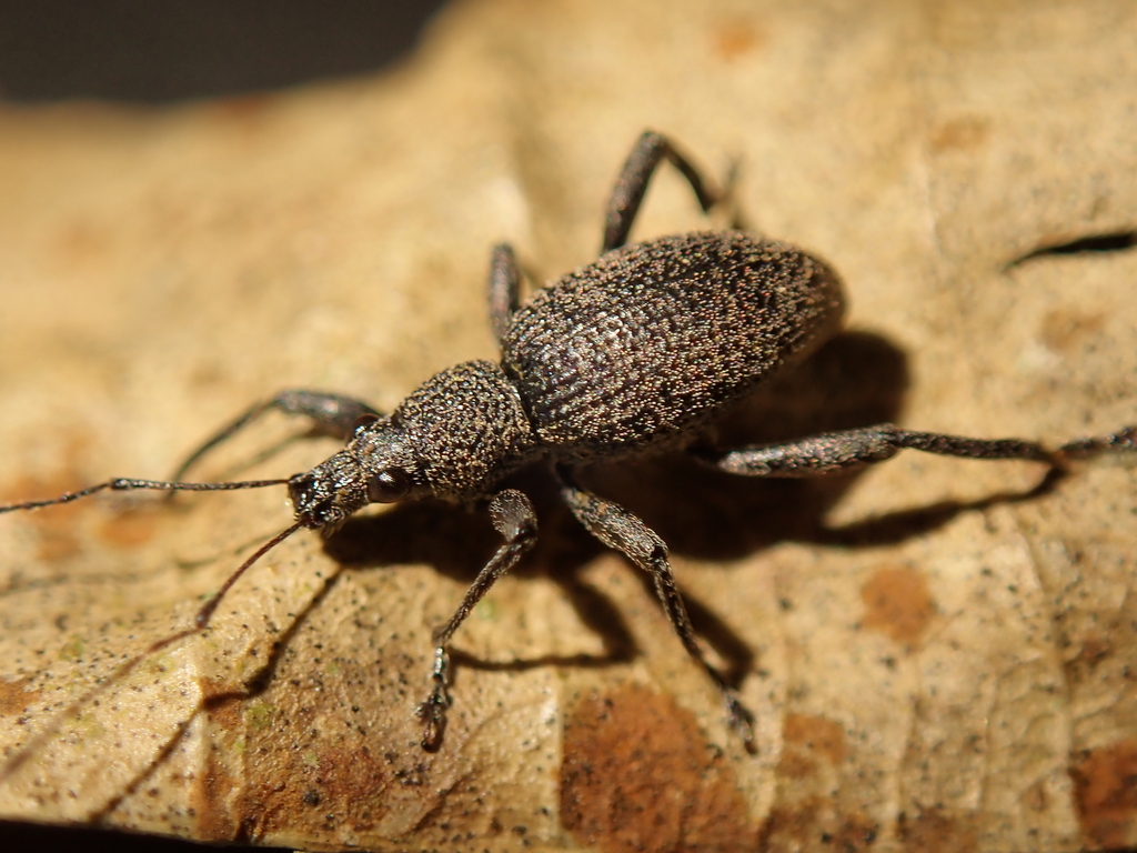 Systates exaptus