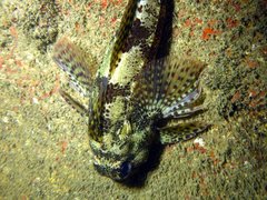 Bovichtus variegatus