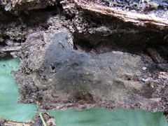 Tomentella ferruginea