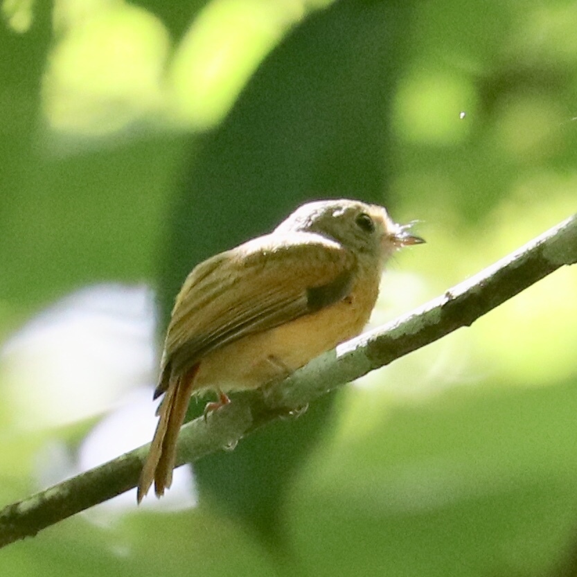 Ruddy-tailed Flycatcher (Terenotriccus erythrurus)