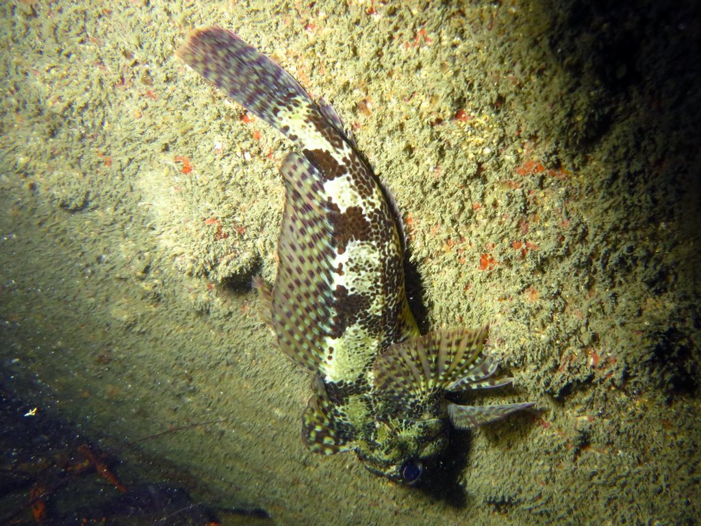Thornfish