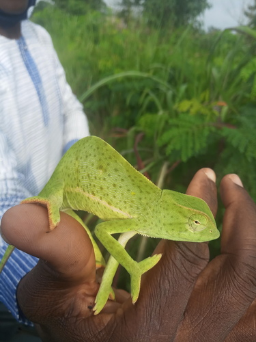 Senegal Chameleon