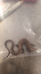 Plestiodon septentrionalis