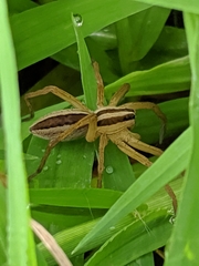 Rabidosa punctulata